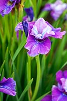 Iris sibirica 'Siobhan', AGM. Aulden Farm