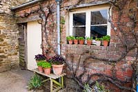 Gardeners' shed with potted violas and auriculas. Rousham House