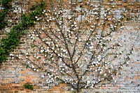 Fan trained apple tree in the Walled Garden - Rousham House, Bicester, Oxon, UK