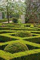 Box parterre in the Pigeon House Garden with Cornus nuttallii flowering beyond and trained fruit trees on the curving pigeon house wall - Rousham House, Bicester, Oxon, UK