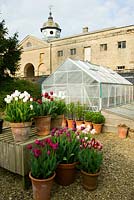 Pots of tulips in the gardeners' yard include Tulipa 'Angelique', Tulipa 'Abigail' and Tulipa 'Uncle Tom' - Rousham House, Bicester, Oxon, UK