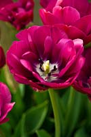 Tulipa 'Abigail' - Rousham House, Bicester, Oxon, UK