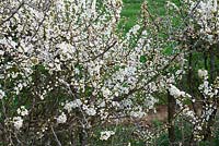 Prunus spinosa - Blackthorn, also known as Sloe 