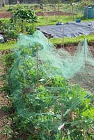Protective netting over vegetables on village allotment site in spring