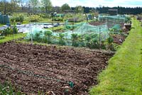 Village allotment site in spring