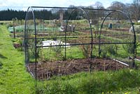 Friut cage on village allotment site in spring