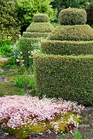 The Flower Garden features strong blocks of box and yew that frame cottage garden plants and flowers, including Saxifraga and Aquilegia 'Nora Barlow' - Herterton House, Hartington, Northumberland, UK