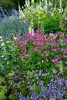 Border planted with Digitalis, Rosa, Astrantia maxima, Nepeta and Salvia - Mindrum, nr Cornhill on Tweed, Northumberland, UK