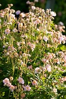 Geranium pratense 'Summer Skies' - Mindrum, nr Cornhill on Tweed, Northumberland, UK