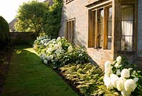 A border of mop headed Hydrangeas interspersed with ferns along the front of the house - Yews Farm, Martock, Somerset, UK