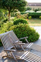 Pair of wooden recliners on the terrace surrounded by shrubs including Cistus, clipped bay and Rosa glauca. Beyond are hen topiary shapes clipped from Lonicera nitida 'Baggesen's Gold' - Yews Farm, Martock, Somerset, UK