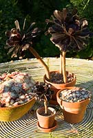 Collection of succulents in terracotta pots on wirework table - Yews Farm, Martock, Somerset, UK