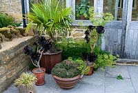 Pots of succulents and palm on the terrace, including dark purple Aeonium 'Zwartkop' - Yews Farm, Martock, Somerset, UK