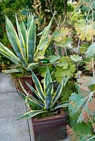Spikey Agave americana 'Variegata' in containers on the patio beside Macleaya - Yews Farm, Martock, Somerset, UK