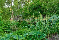 Fergus' side of the garden, the vegetable garden, with apple tree above, and blocks of sweet corn, courgettes, basil, a squash climbing up a wig wam and other healthy crops - Yews Farm, Martock, Somerset, UK