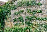 Espaliered pear with step over apples in front - Yews Farm, Martock, Somerset, UK