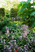 The gravel garden, full of Hostas, Euphorbias, Eryngiums and stooled Paulownia tomentosas - Yews Farm, Martock, Somerset, UK