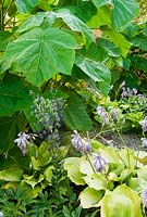 The gravel garden, full of Hostas, Euphorbias, Eryngiums and stooled Paulownia tomentosas - Yews Farm, Martock, Somerset, UK