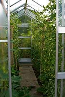 Glasshouse full of Gardeners' Delight tomatoes, cucumbers and peppers - Yews Farm, Martock, Somerset, UK