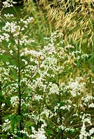 Stipa gigantea beside dark stemmed Artemisia lactiflora Guizhou Group - Yews Farm, Martock, Somerset, UK