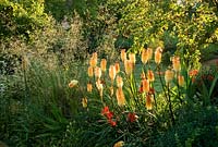 Digitalis ferruginea, Kniphofia 'Toffee Nosed', Stipa gigantea and Artemisia lactiflora Guizhou Group - Yews Farm, Martock, Somerset, UK