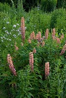 Lupinus - Lupins in the perennial border at Bellflower Nursery in the walled Garden at Langham Hall in Suffolk, home to The National Collection of Alpine Campanulas 