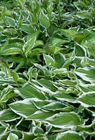 Hostas at Bellflower Nursery in the walled Garden at Langham Hall in Suffolk, home to The National Collection of Alpine Campanulas 