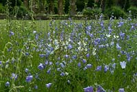 Campanulas including Campanula rotundifolia - Harebells at Bellflower Nursery in the walled Garden at Langham Hall in Suffolk, home to The National Collection of Alpine Campanulas
