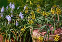 Muscari macrocarpum 'Golden Fragrance' with Muscari armeniacum 'Valerie Finnis'