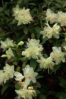 Rhododendron keiskei var. F Kyushu