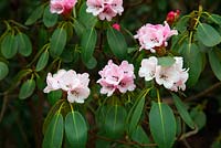 Rhododendron oreodoxa var. shensiense -Valley Gardens, Windsor