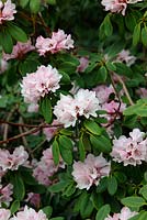 Rhododendron oreodoxa var. shensiense - Valley Gardens, Windsor