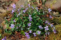 Viola riviniana - Common Dog Violet 