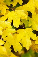 Acer campestre - Field Maple, October