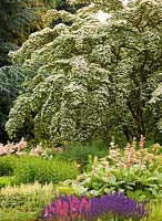 Cornus kousa var. chinensis - Chinese Dogwood in border with Heuchera, Salvia 'Mainacht' and Rodgersia - Bressingham Gardens, June