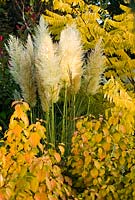 Cortaderia selloana 'Pumila' - Pampas Grass with Cornus sanguinea 'Midwinter Fire' and Robinia pseudoacacia 'Frisia' - Golden Acacia in October