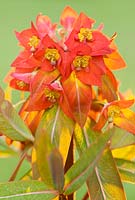 Euphorbia griffithii 'Fireglow' in May