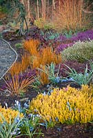 Mixed spring border with Libertia peregrinans 'Gold Leaf',Erica carnea 'Foxhollow',Heather and  Bergenia 'Bressingham Ruby', Elephants Ear. April, early Spring.