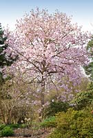 Magnolia campbellii  - Magnolia Raffillii Group 