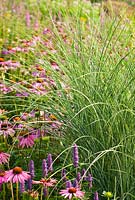 Miscanthus sinensis 'Morning Light'- Chinese Silver Grass and Echinacea purpurea 'Magnus' Pink Coneflower 