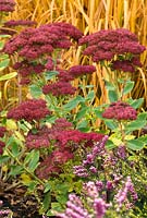 Sedum 'Herbstfreude', syn. Sedum 'Autumn Joy', Molinia caerulea subsp. arundinacea 'Zuneigung' and Erica x darleyensis 'Kramer's Rote' in November