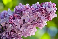 Syringa vulgaris 'Charles Joly' - Lilac in May