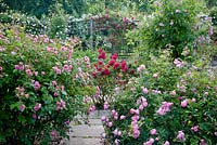 View of rose garden surrounded by trellis. Foreground roses include - Rosa 'Pink Grootendorst', Rosa 'Raubritter' ('Macrantha' hybrid), syn. R. x macrantha 'Raubritter' and Rosa 'Etoile de Holland'