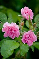 Rosa 'Pink Grootendorst' AGM
