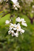 Malus 'John Downie' - Crabapple blossom
