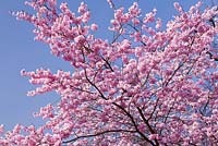 Prunus sargentii blossom