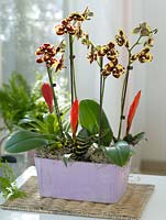 Phalaenopsis 'Gelbe Kuhflecken', Vriesea and Tillandsia usneoides in mauve planter
