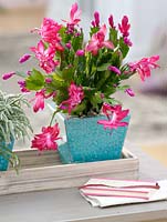 Christmas cactus in blue container 