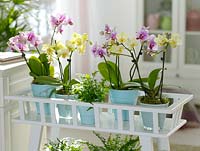 Phalaenopsis 'Antwerp' red, 'Anthura Rome' yellow - Malay flowers, butterfly orchid  and ferns on plant table 