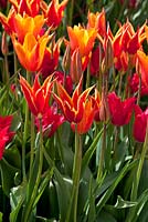 Colourful display of Tulipa 'Aladdin's Record' and Tulipa 'Ballerina'